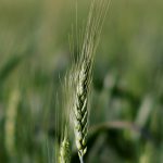 Brasil recorta producción de trigo: ¿Qué pasará con los precios en Europa?