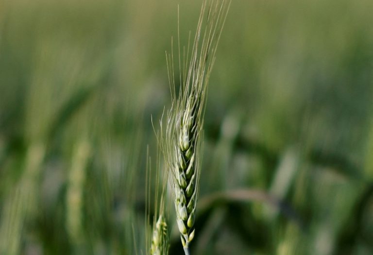 Brasil recorta producción de trigo: ¿Qué pasará con los precios en Europa?