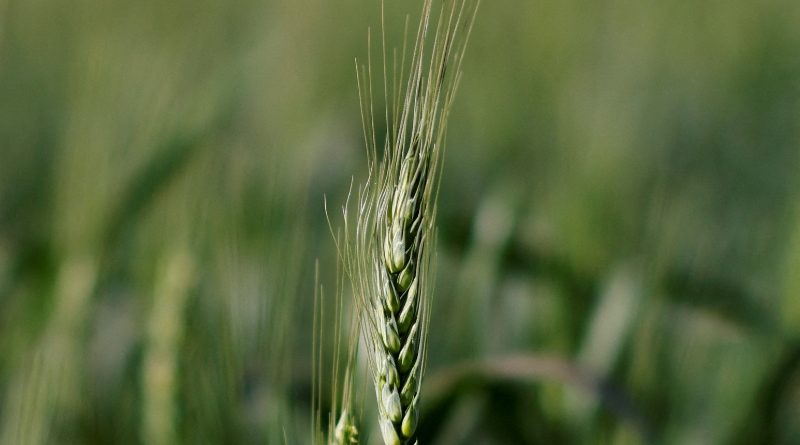 Brasil recorta producción de trigo: ¿Qué pasará con los precios en Europa?