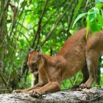 Costa Rica: el asombroso caso de convivencia pacífica entre pumas, tapires y humanos