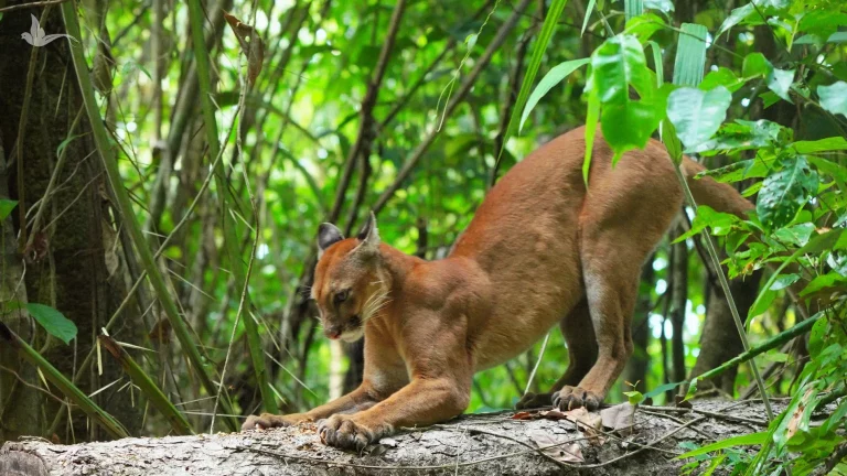Costa Rica: el asombroso caso de convivencia pacífica entre pumas, tapires y humanos