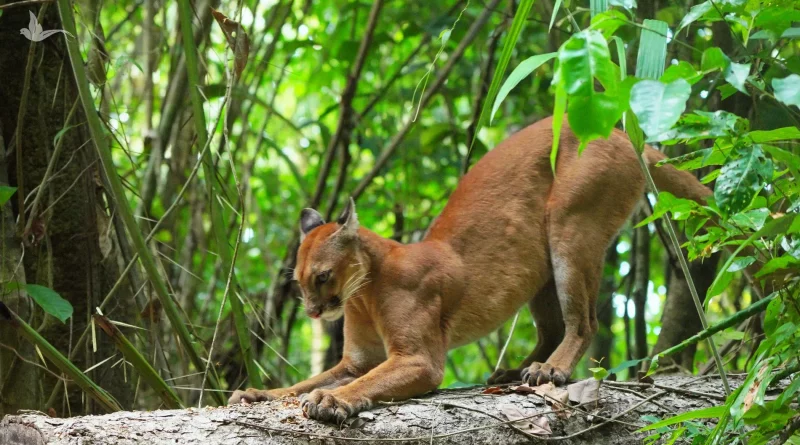 Costa Rica: el asombroso caso de convivencia pacífica entre pumas, tapires y humanos
