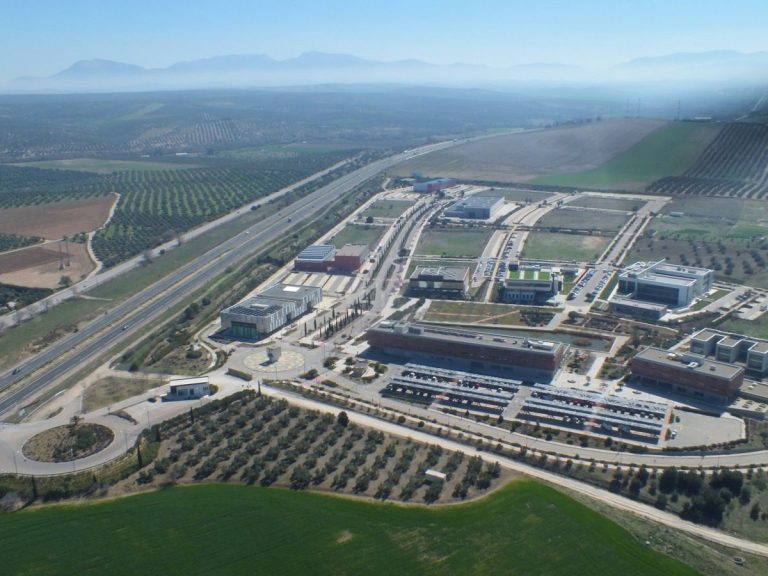 Aceite de oliva: secreto de deportistas y aliado de la ciencia para tu salud