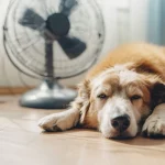 Precio luz hoy: Se dispara a 95,57 €/MWh en plena ola de calor | Ahorra en tu factura