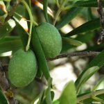 Aceituna Andalucía: Produce el 80% del aceite de oliva español con calidad excepcional