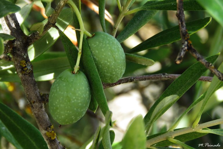 Aceituna Andalucía: Produce el 80% del aceite de oliva español con calidad excepcional
