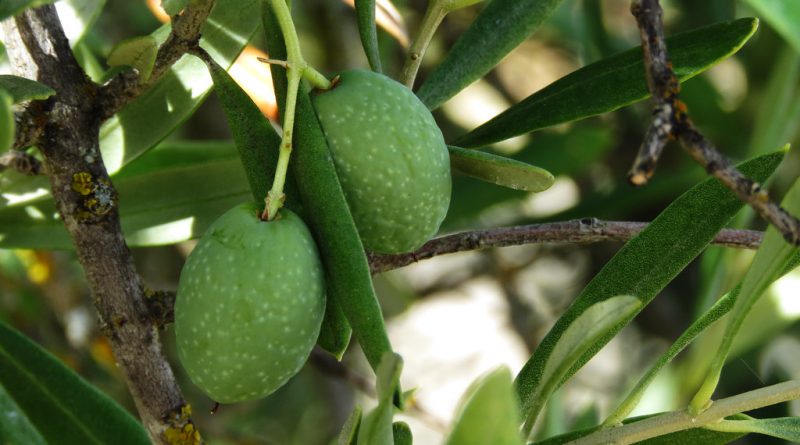 Aceituna Andalucía: Produce el 80% del aceite de oliva español con calidad excepcional