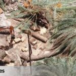 Valencia: Desalojo masivo para un hotel de lujo en el Botànic