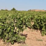 Vendimia: El calor extremo ahoga las vides y paraliza la cosecha en España