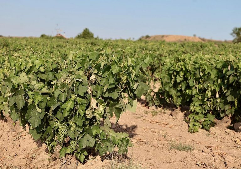 Vendimia: El calor extremo ahoga las vides y paraliza la cosecha en España