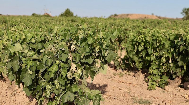 Vendimia: El calor extremo ahoga las vides y paraliza la cosecha en España