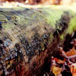 Informe Consumo Alimentario España 2024: Revelamos el gasto real y las tendencias ocultas