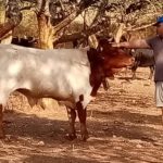 Fallece el joven ganadero Luis López mientras buscaba toros escapados en Gátova (Valencia)