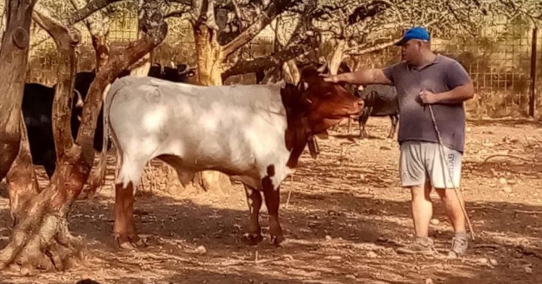 Fallece el joven ganadero Luis López mientras buscaba toros escapados en Gátova (Valencia)