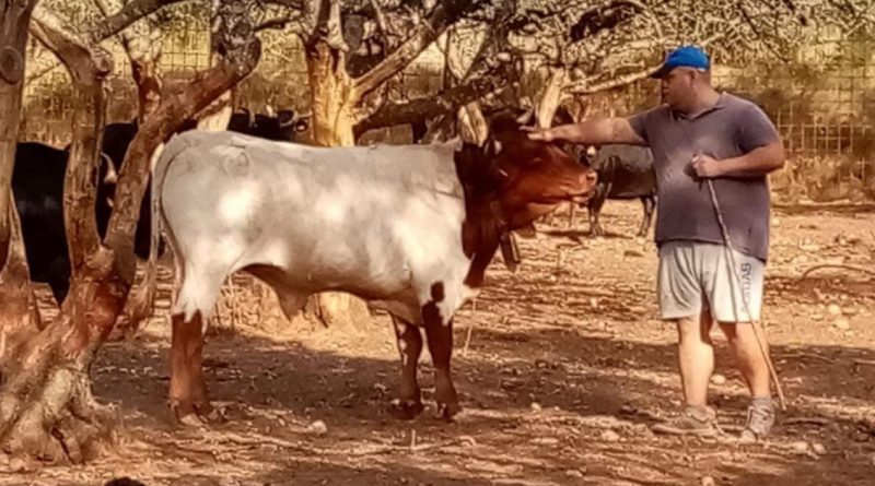 Fallece el joven ganadero Luis López mientras buscaba toros escapados en Gátova (Valencia)