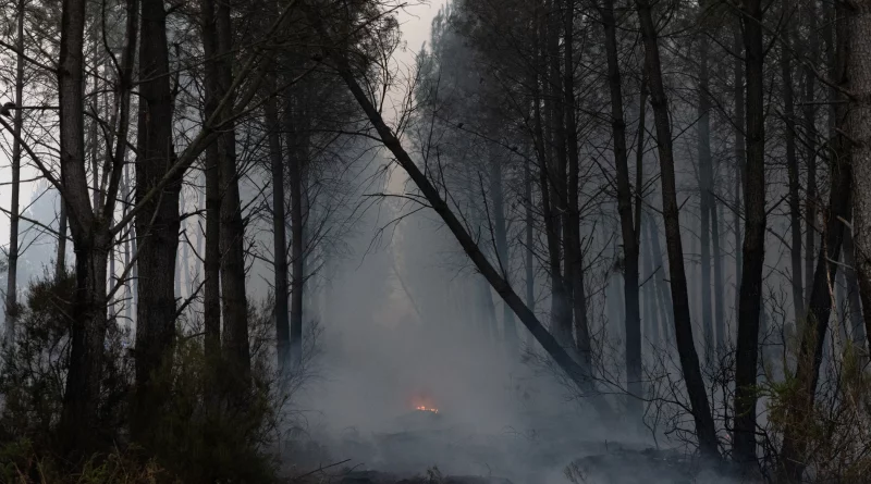 Incendio Ávila: Situación favorable tras días de infierno en Burgohondo | OKDiario