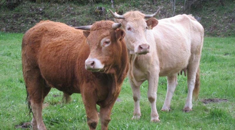 Peligro mastines rutas: Cómo actuar ante encuentros en la montaña