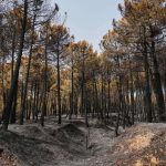 Incendios España: Ayuso alerta por horas 'muy complicadas' en Madrid ante nuevos focos