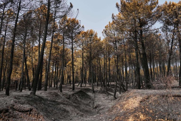 Incendios España: Ayuso alerta por horas 'muy complicadas' en Madrid ante nuevos focos