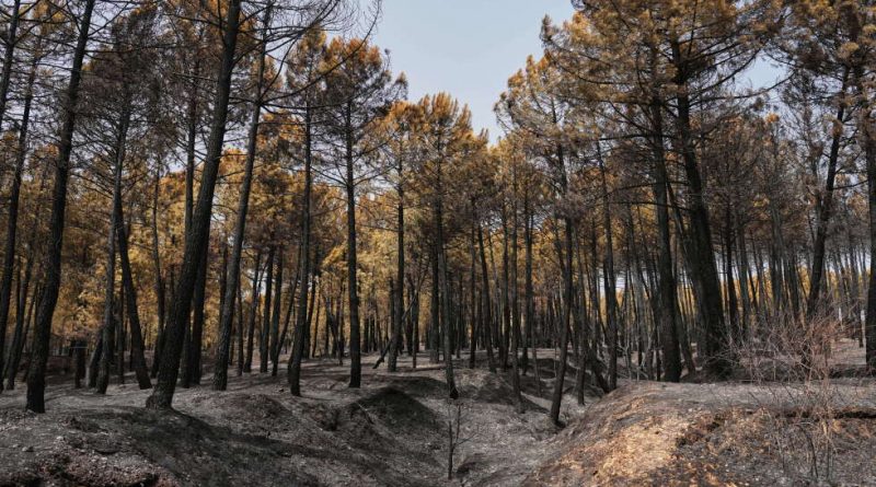 Incendios España: Ayuso alerta por horas 'muy complicadas' en Madrid ante nuevos focos