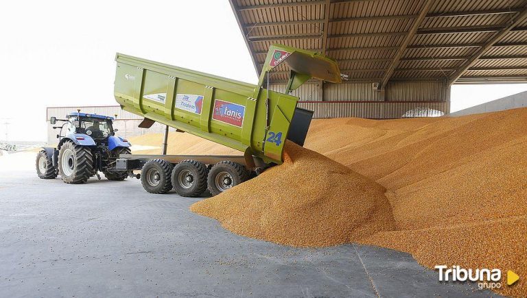 La sequía en el norte de España abre un nuevo mercado para el maíz