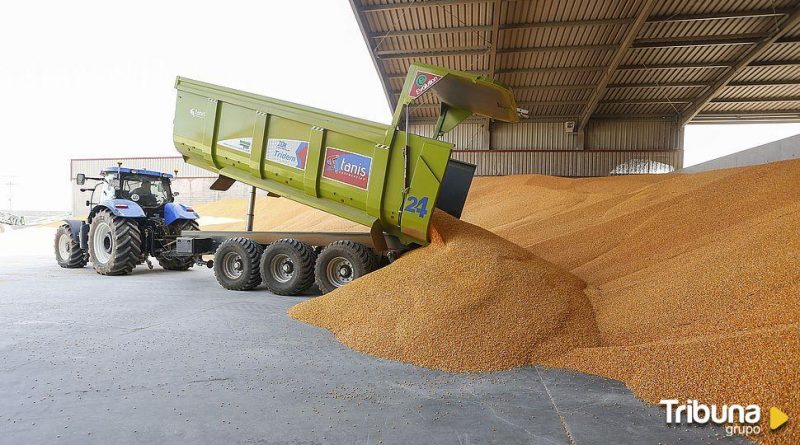 La sequía en el norte de España abre un nuevo mercado para el maíz