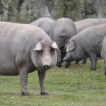 El BOE corona al mejor jamón de bellota 100% ibérico de España