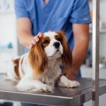¿Cuánto gastas realmente en tu animal?