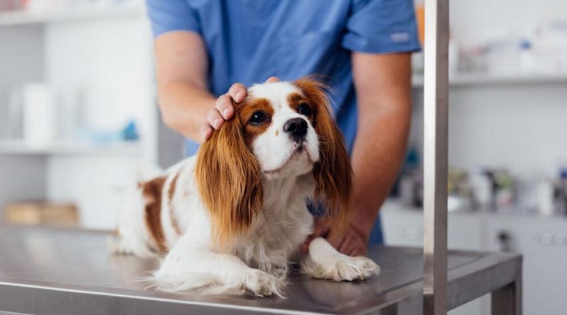 ¿Cuánto gastas realmente en tu animal?